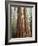 California, Sequoia Nf, Giant Sequoia Redwood Trees-Christopher Talbot Frank-Framed Photographic Print