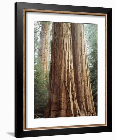 California, Sequoia Nf, Giant Sequoia Redwood Trees-Christopher Talbot Frank-Framed Photographic Print