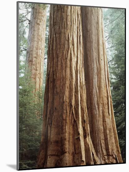 California, Sequoia Nf, Giant Sequoia Redwood Trees-Christopher Talbot Frank-Mounted Photographic Print