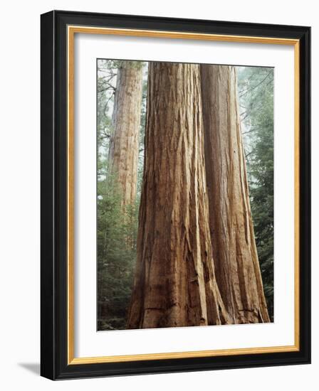 California, Sequoia Nf, Giant Sequoia Redwood Trees-Christopher Talbot Frank-Framed Photographic Print