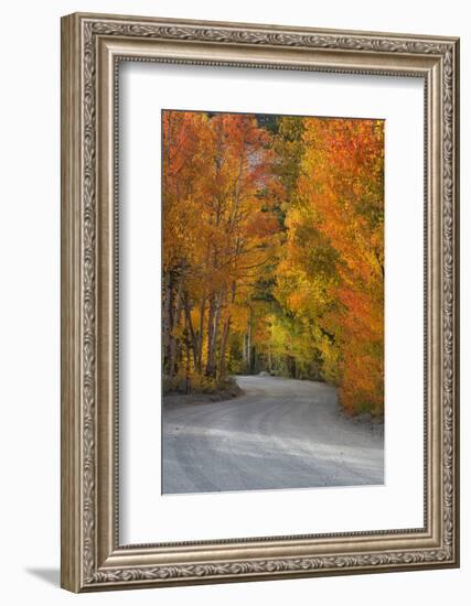 California, Sierra Mountains. Dirt Road Through Aspen Trees in Autumn-Jaynes Gallery-Framed Photographic Print