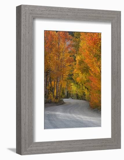 California, Sierra Mountains. Dirt Road Through Aspen Trees in Autumn-Jaynes Gallery-Framed Photographic Print