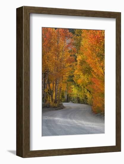 California, Sierra Mountains. Dirt Road Through Aspen Trees in Autumn-Jaynes Gallery-Framed Photographic Print