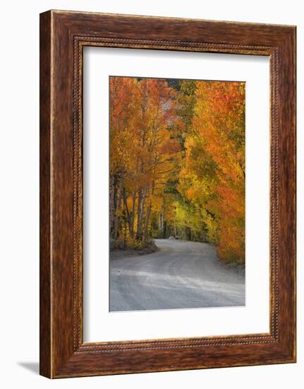 California, Sierra Mountains. Dirt Road Through Aspen Trees in Autumn-Jaynes Gallery-Framed Photographic Print