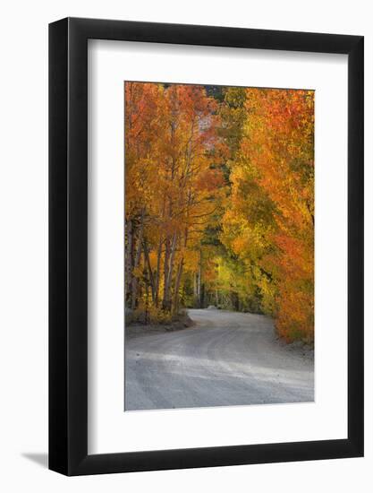 California, Sierra Mountains. Dirt Road Through Aspen Trees in Autumn-Jaynes Gallery-Framed Photographic Print