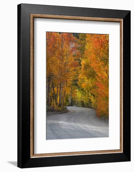 California, Sierra Mountains. Dirt Road Through Aspen Trees in Autumn-Jaynes Gallery-Framed Photographic Print