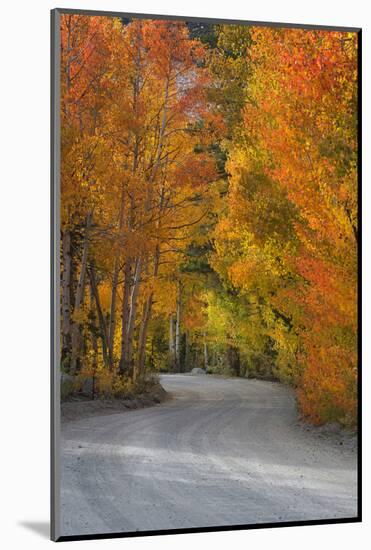 California, Sierra Mountains. Dirt Road Through Aspen Trees in Autumn-Jaynes Gallery-Mounted Photographic Print