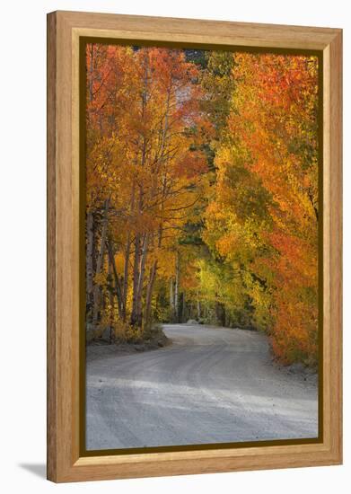 California, Sierra Mountains. Dirt Road Through Aspen Trees in Autumn-Jaynes Gallery-Framed Premier Image Canvas