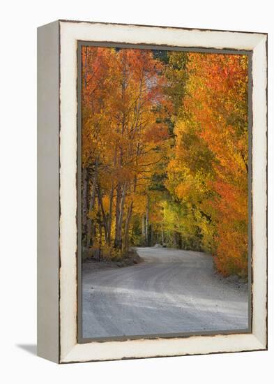 California, Sierra Mountains. Dirt Road Through Aspen Trees in Autumn-Jaynes Gallery-Framed Premier Image Canvas
