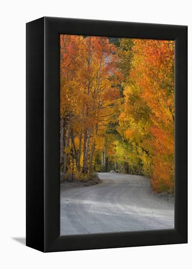 California, Sierra Mountains. Dirt Road Through Aspen Trees in Autumn-Jaynes Gallery-Framed Premier Image Canvas