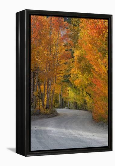 California, Sierra Mountains. Dirt Road Through Aspen Trees in Autumn-Jaynes Gallery-Framed Premier Image Canvas