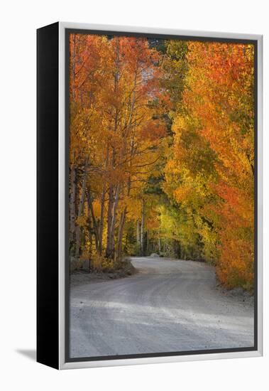 California, Sierra Mountains. Dirt Road Through Aspen Trees in Autumn-Jaynes Gallery-Framed Premier Image Canvas