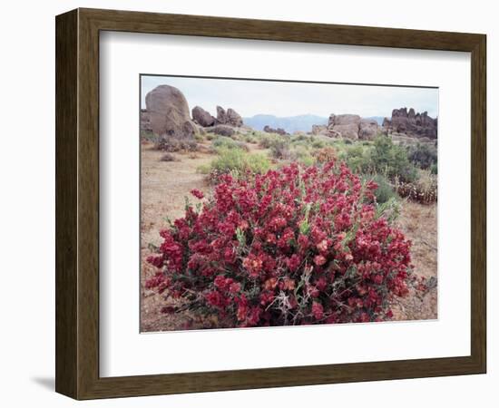 California, Sierra Nevada, Alabama Hills, a Flowering Bush-Christopher Talbot Frank-Framed Photographic Print