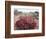 California, Sierra Nevada, Alabama Hills, a Flowering Bush-Christopher Talbot Frank-Framed Photographic Print