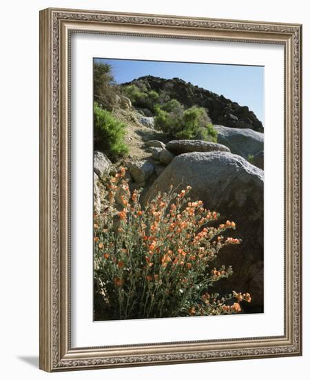 California, Sierra Nevada, Alabama Hills, Apricot Mallow Backlit-Christopher Talbot Frank-Framed Photographic Print