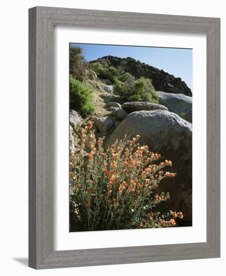 California, Sierra Nevada, Alabama Hills, Apricot Mallow Backlit-Christopher Talbot Frank-Framed Photographic Print