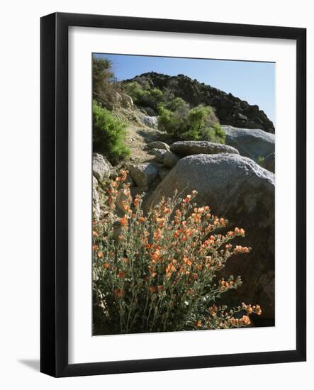 California, Sierra Nevada, Alabama Hills, Apricot Mallow Backlit-Christopher Talbot Frank-Framed Photographic Print