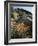 California, Sierra Nevada, Alabama Hills, Apricot Mallow Backlit-Christopher Talbot Frank-Framed Photographic Print