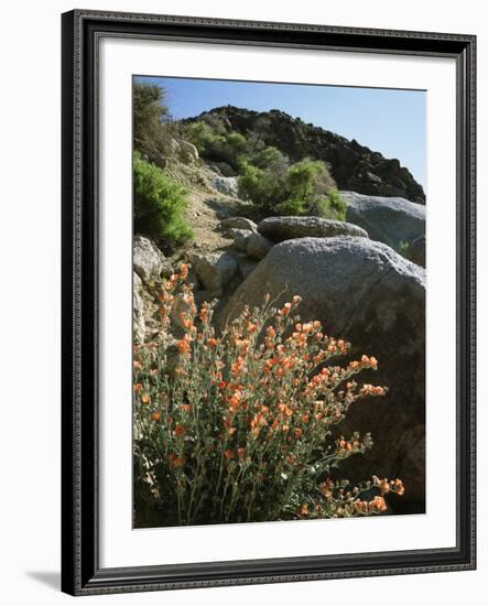 California, Sierra Nevada, Alabama Hills, Apricot Mallow Backlit-Christopher Talbot Frank-Framed Photographic Print