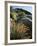 California, Sierra Nevada, Alabama Hills, Apricot Mallow Backlit-Christopher Talbot Frank-Framed Photographic Print