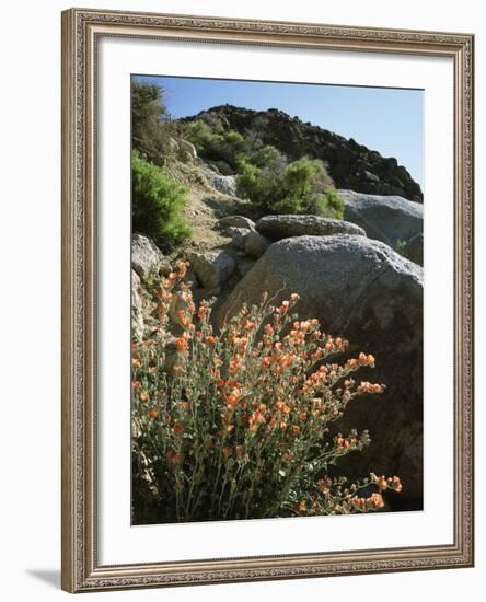 California, Sierra Nevada, Alabama Hills, Apricot Mallow Backlit-Christopher Talbot Frank-Framed Photographic Print