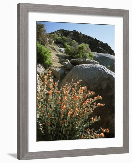 California, Sierra Nevada, Alabama Hills, Apricot Mallow Backlit-Christopher Talbot Frank-Framed Photographic Print