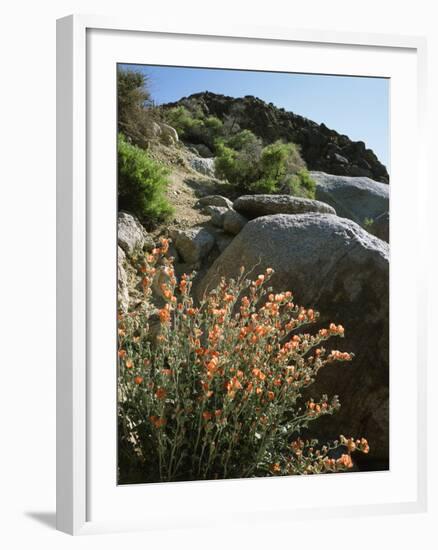 California, Sierra Nevada, Alabama Hills, Apricot Mallow Backlit-Christopher Talbot Frank-Framed Photographic Print