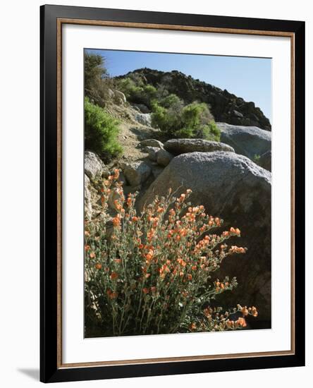 California, Sierra Nevada, Alabama Hills, Apricot Mallow Backlit-Christopher Talbot Frank-Framed Photographic Print