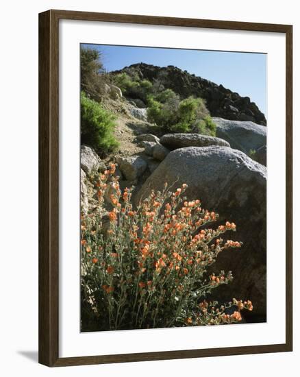 California, Sierra Nevada, Alabama Hills, Apricot Mallow Backlit-Christopher Talbot Frank-Framed Photographic Print