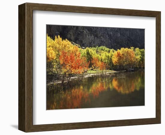 California, Sierra Nevada, Autumn Aspen Trees Reflecting in Grant Lake-Christopher Talbot Frank-Framed Photographic Print