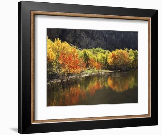 California, Sierra Nevada, Autumn Aspen Trees Reflecting in Grant Lake-Christopher Talbot Frank-Framed Photographic Print