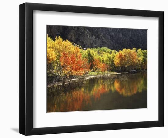 California, Sierra Nevada, Autumn Aspen Trees Reflecting in Grant Lake-Christopher Talbot Frank-Framed Photographic Print