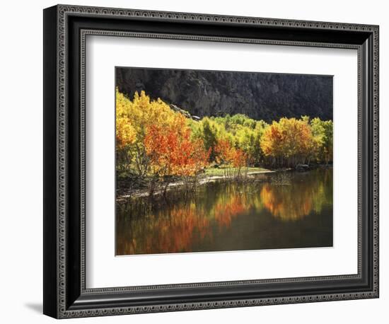 California, Sierra Nevada, Autumn Aspen Trees Reflecting in Grant Lake-Christopher Talbot Frank-Framed Photographic Print