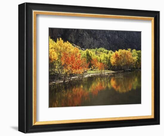 California, Sierra Nevada, Autumn Aspen Trees Reflecting in Grant Lake-Christopher Talbot Frank-Framed Photographic Print
