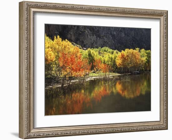 California, Sierra Nevada, Autumn Aspen Trees Reflecting in Grant Lake-Christopher Talbot Frank-Framed Photographic Print