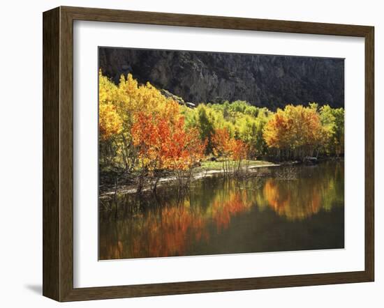 California, Sierra Nevada, Autumn Aspen Trees Reflecting in Grant Lake-Christopher Talbot Frank-Framed Photographic Print
