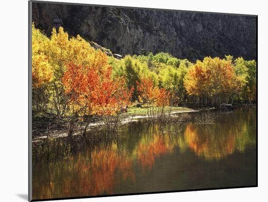 California, Sierra Nevada, Autumn Aspen Trees Reflecting in Grant Lake-Christopher Talbot Frank-Mounted Photographic Print