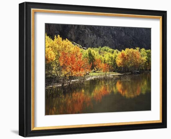 California, Sierra Nevada, Autumn Aspen Trees Reflecting in Grant Lake-Christopher Talbot Frank-Framed Photographic Print