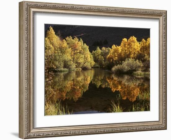 California, Sierra Nevada, Autumn Aspen Trees Reflecting in Rush Creek-Christopher Talbot Frank-Framed Photographic Print