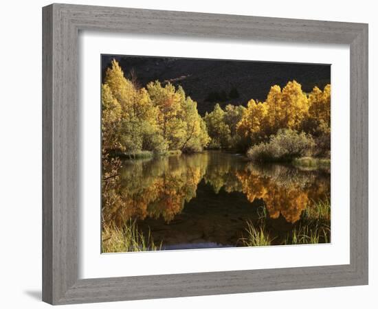 California, Sierra Nevada, Autumn Aspen Trees Reflecting in Rush Creek-Christopher Talbot Frank-Framed Photographic Print