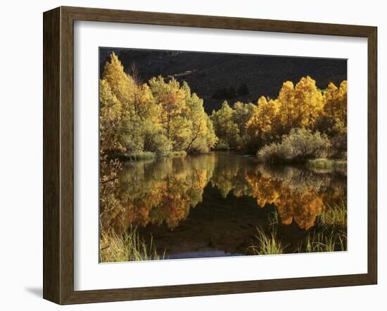 California, Sierra Nevada, Autumn Aspen Trees Reflecting in Rush Creek-Christopher Talbot Frank-Framed Photographic Print