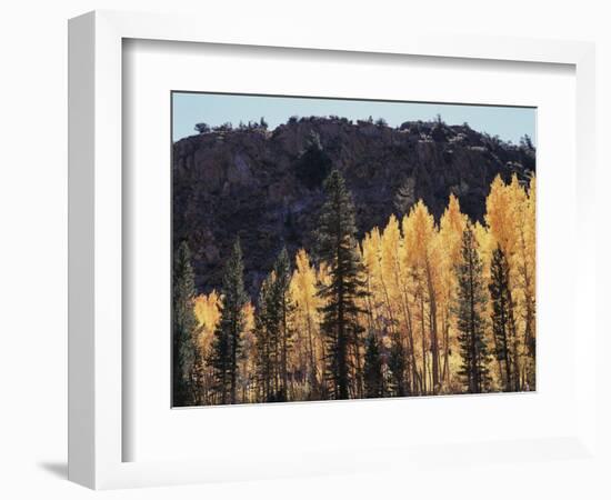 California, Sierra Nevada, Autumn Aspens in the Bishop Creak Area-Christopher Talbot Frank-Framed Photographic Print