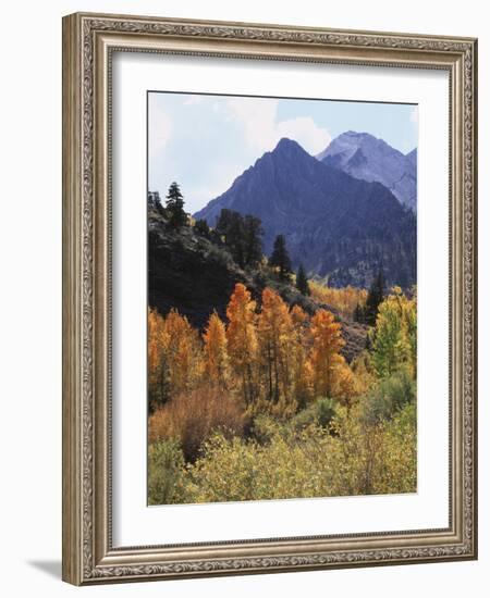 California, Sierra Nevada, Autumn Aspens in the Mcgee Creak Area-Christopher Talbot Frank-Framed Photographic Print