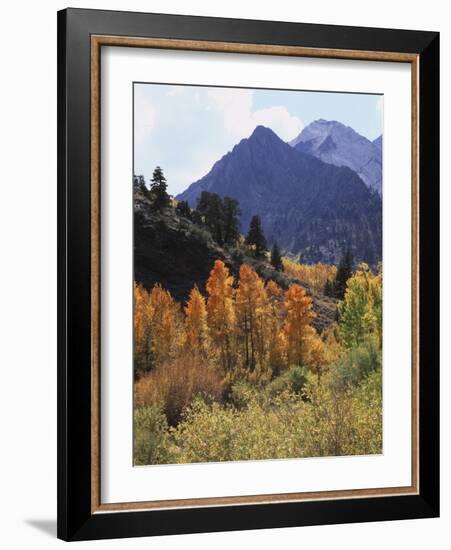 California, Sierra Nevada, Autumn Aspens in the Mcgee Creak Area-Christopher Talbot Frank-Framed Photographic Print