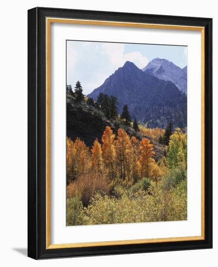 California, Sierra Nevada, Autumn Aspens in the Mcgee Creak Area-Christopher Talbot Frank-Framed Photographic Print