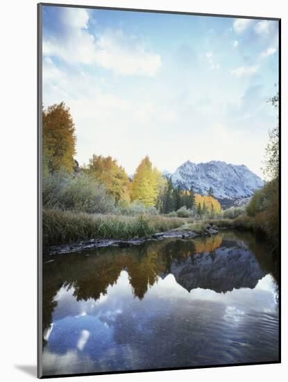 California, Sierra Nevada, Autumn Aspens Reflecting in Bishop Creek-Christopher Talbot Frank-Mounted Photographic Print