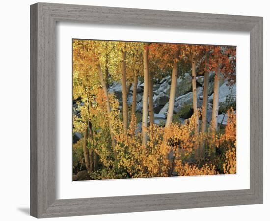 California, Sierra Nevada, Autumn Colors of Aspen Trees in Inyo NF-Christopher Talbot Frank-Framed Photographic Print