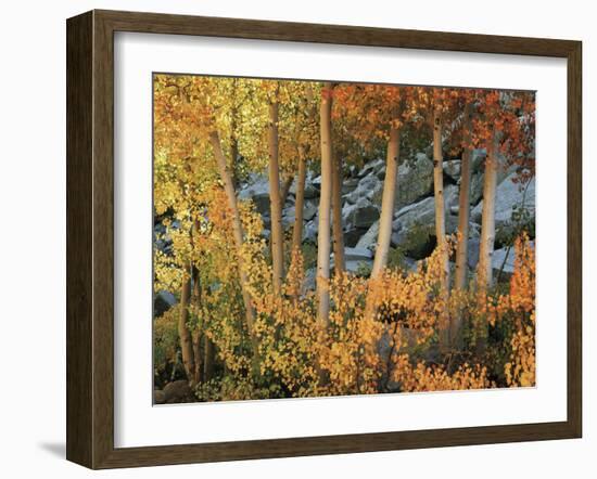 California, Sierra Nevada, Autumn Colors of Aspen Trees in Inyo NF-Christopher Talbot Frank-Framed Photographic Print