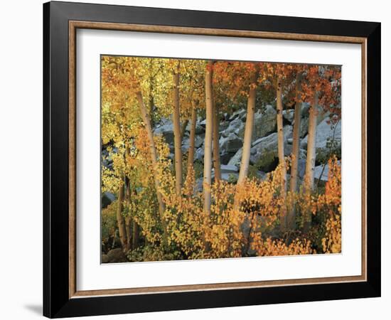 California, Sierra Nevada, Autumn Colors of Aspen Trees in Inyo NF-Christopher Talbot Frank-Framed Photographic Print