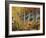 California, Sierra Nevada, Autumn Colors of Aspen Trees in Inyo NF-Christopher Talbot Frank-Framed Photographic Print